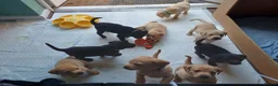 Labrador Retriever dogs for sale: Beautiful Labrador Puppies - Advert 1
