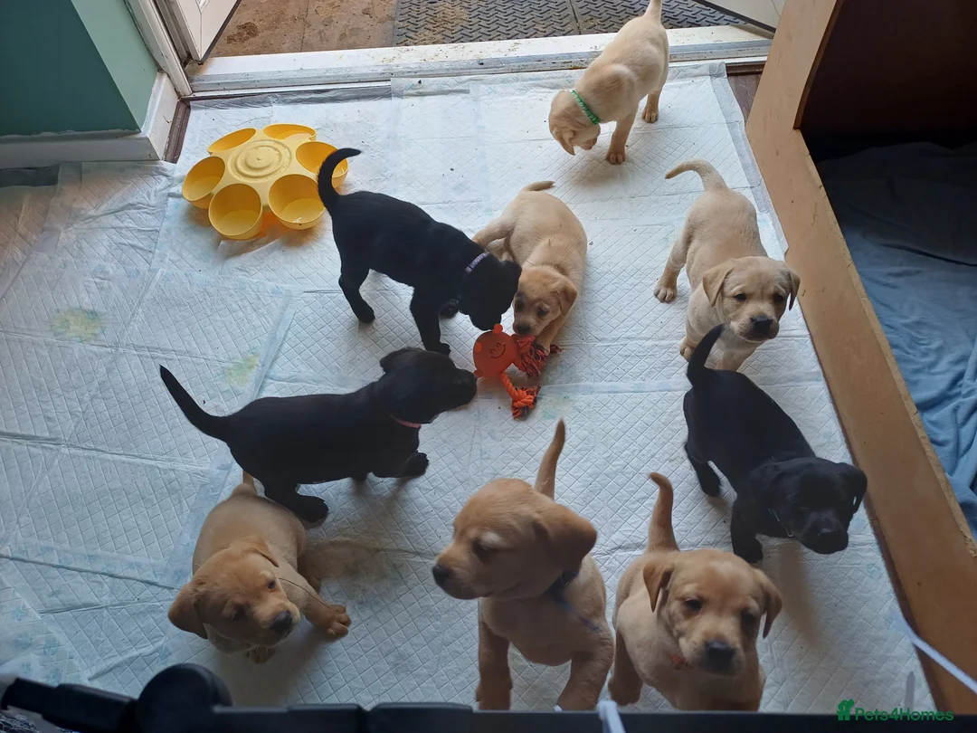 Labrador Retriever dogs for sale: Beautiful Labrador Puppies - Advert 1