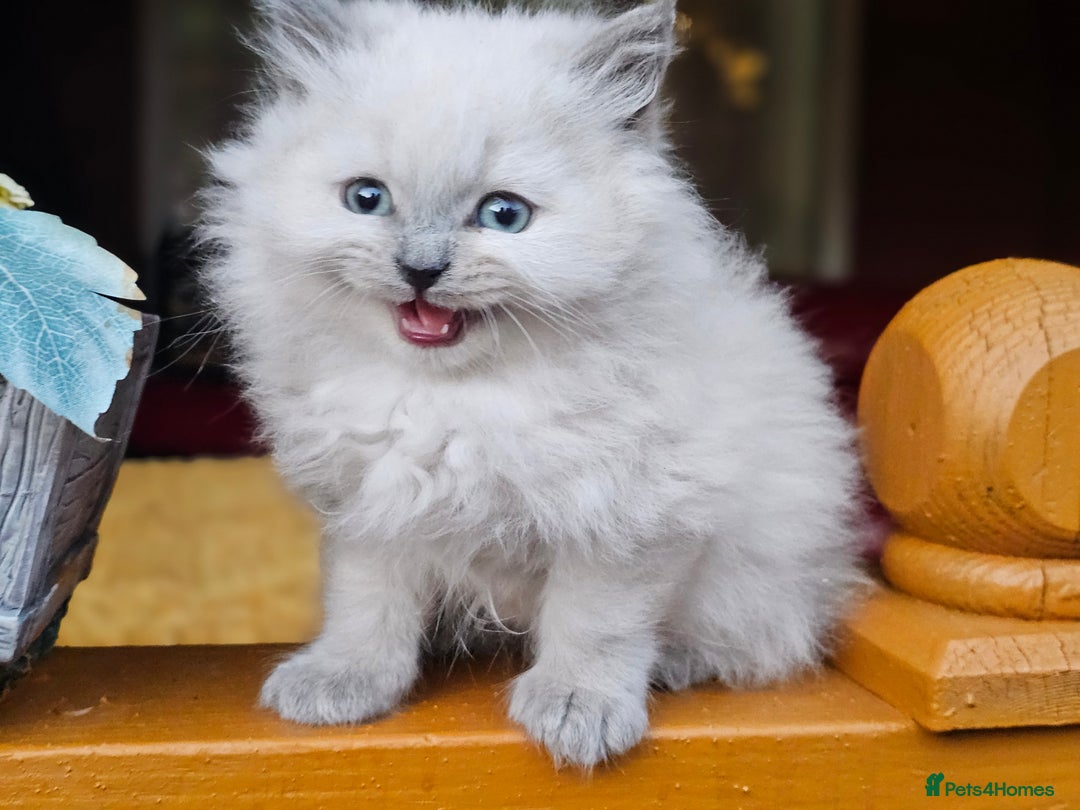 British Shorthair cats for sale: Last 4 male British Short-hair/long hair kittens  - Image 7