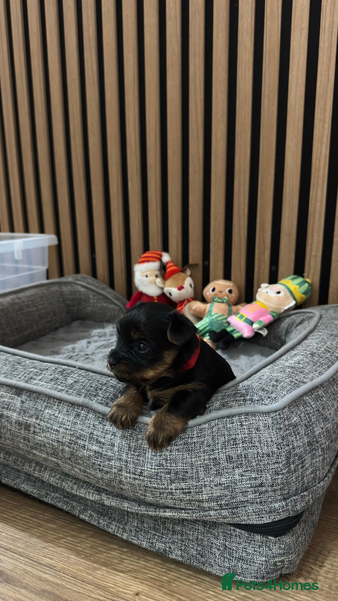 Yorkshire Terrier dogs for sale: 🐶Yorkshire terrier puppies for sale🐶 - Advert 5