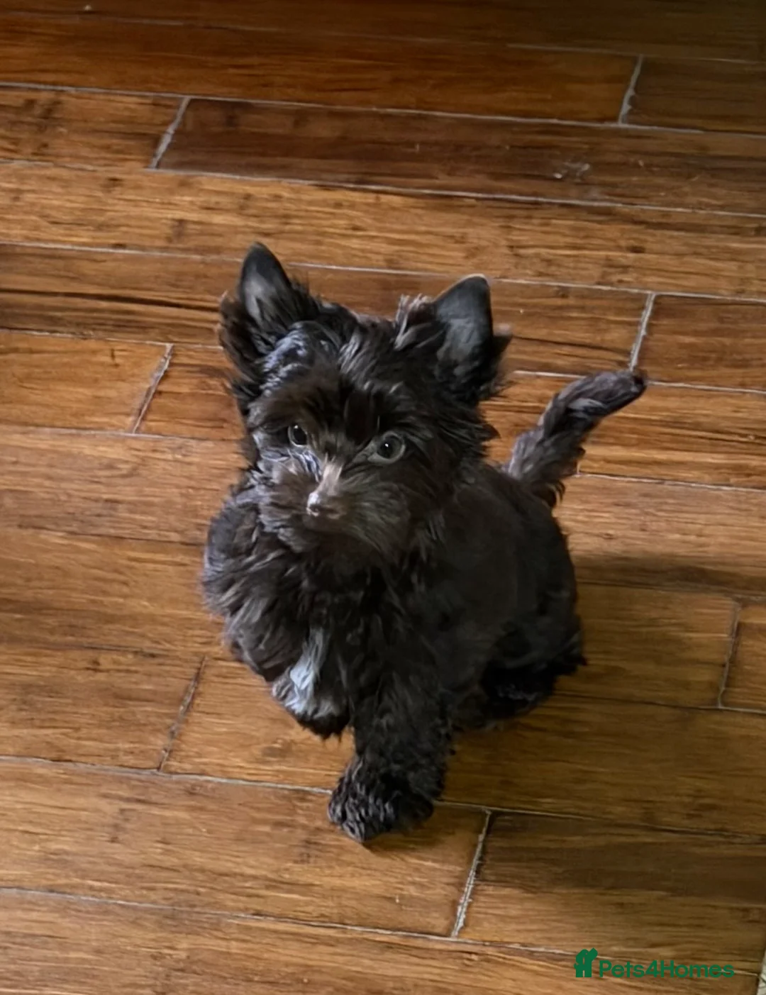 Yorkshire Terrier dogs for sale: Dropped prices!! Fantastic Tiny Boys🐾 Pedigree 🐾 - Advert 8