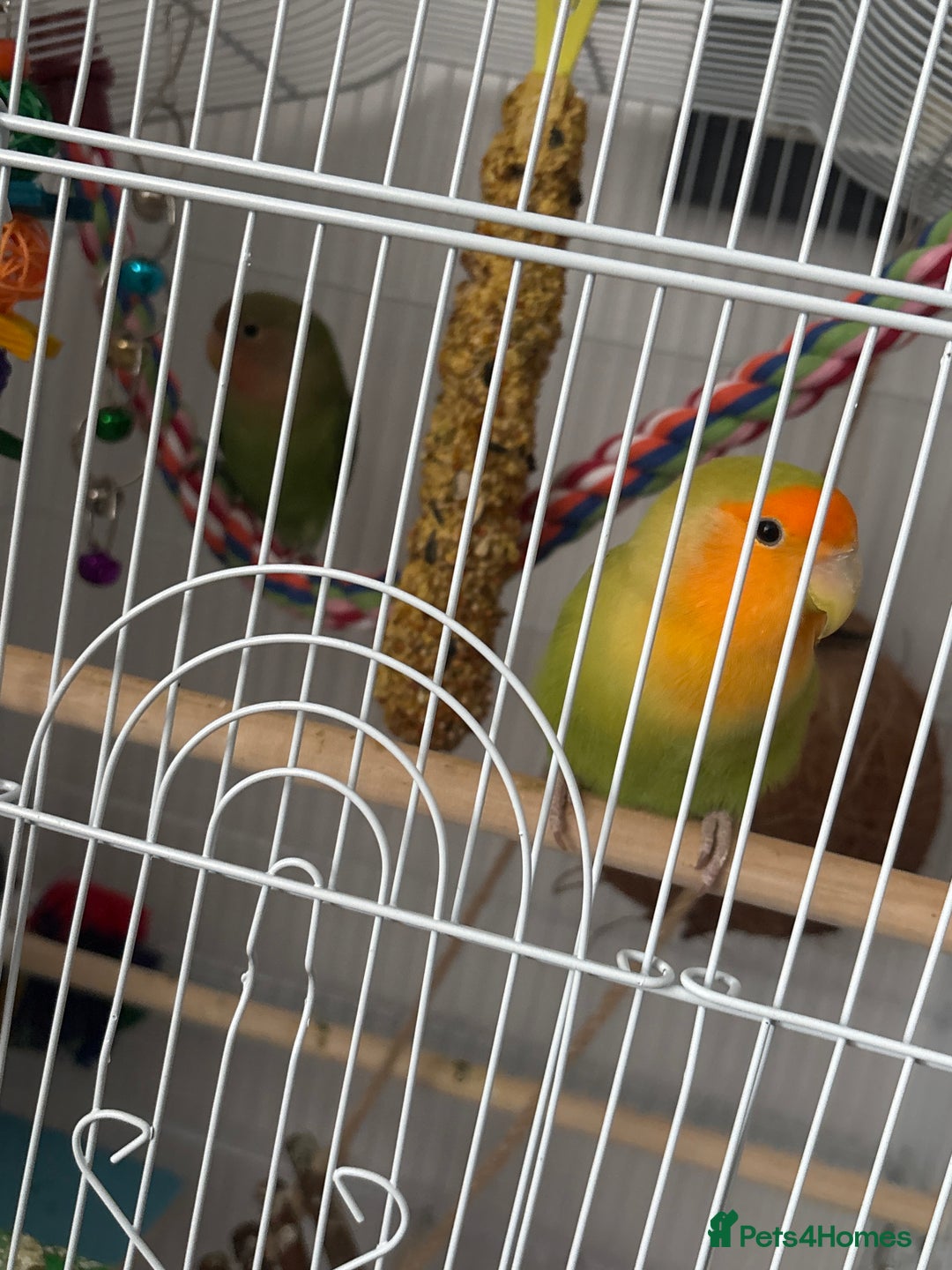 Lovebirds birds for sale: Pair of Love birds with cage and accessories  - Image 3