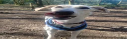 Lurcher dogs for adoption: Pirelli - Advert 2