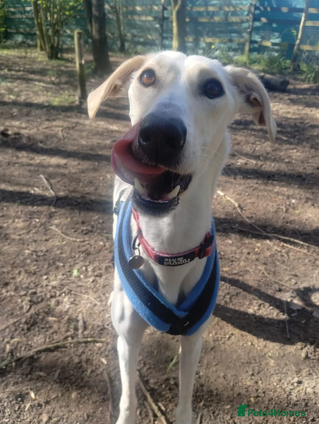 Lurcher dogs for adoption: Pirelli - Advert 2