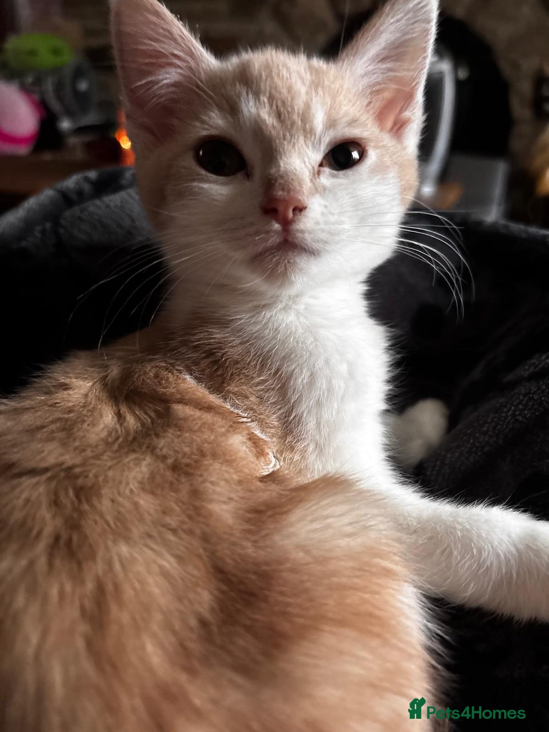 British Shorthair cats for sale: Beautiful kittens with great temprament - Advert 5