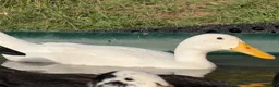 Ducks poultry for sale: Runner Ducks, various ages and prices  in Abergavenny - Advert 2