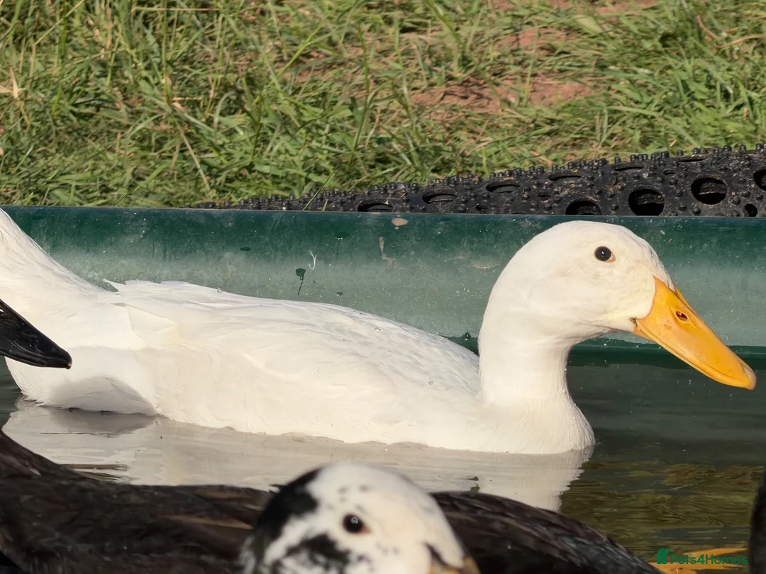 Ducks poultry for sale: Runner Ducks, various ages and prices  in Abergavenny - Advert 2