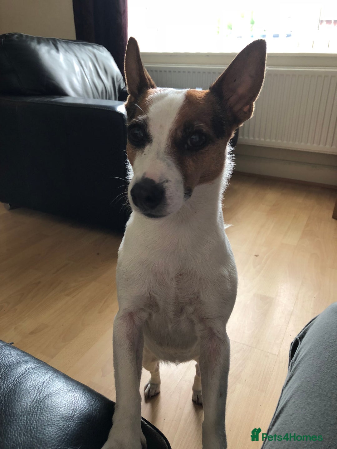 Jack Russell dogs for sale: Healthy Jack Russell For Sale - Image 1