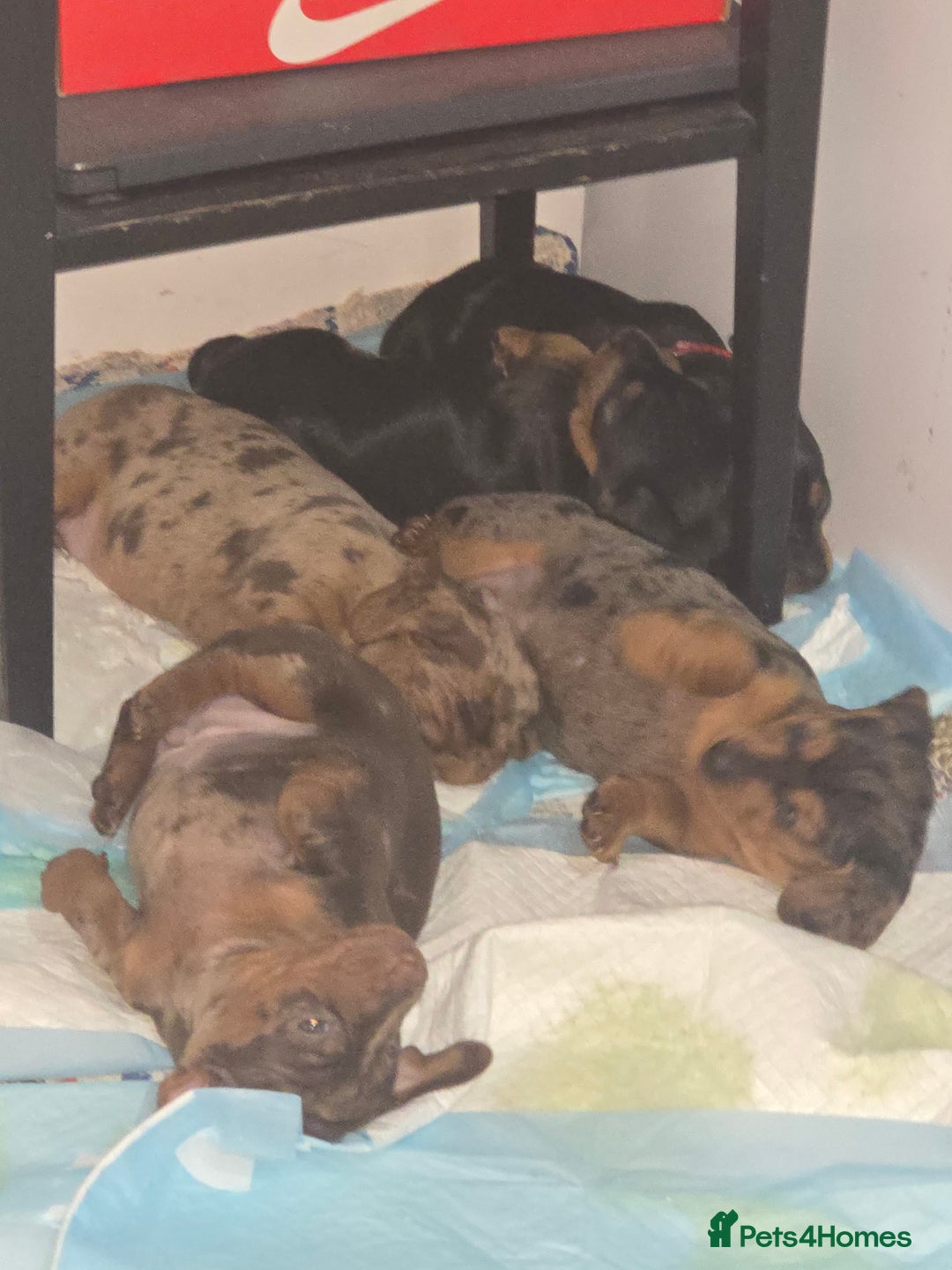 Miniature Dachshund dogs for sale: True to type kc dad home raised both parents here - Advert 16