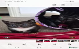 Domestic Shorthair cats for sale: 7 kittens Free to a good home - Image 5