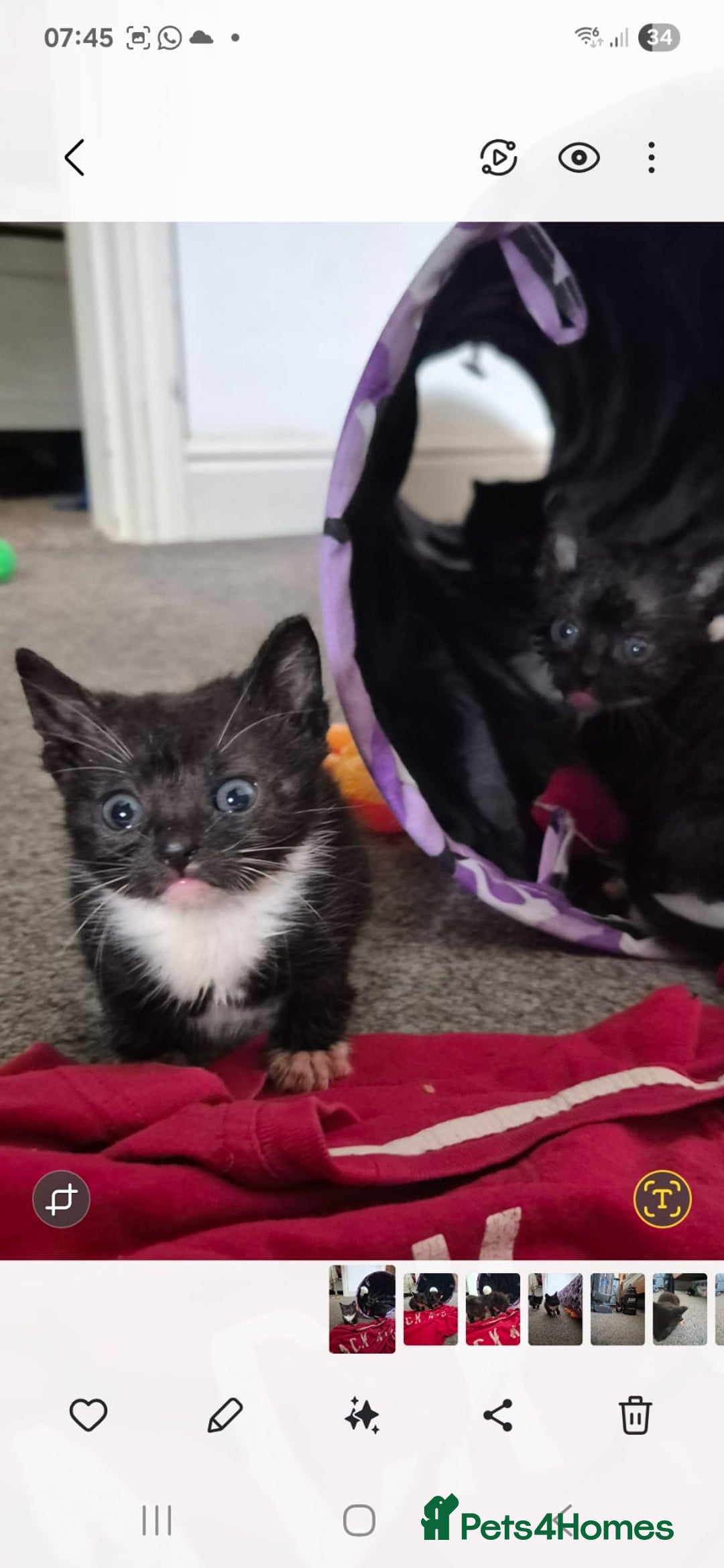 Domestic Shorthair cats for sale: 7 kittens Free to a good home - Image 5