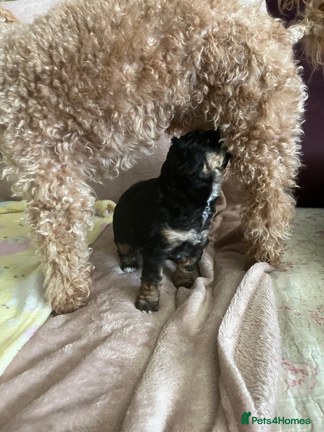 Jackapoo dogs for sale: Adorable (85% Toy Poodle) Jackapoo pups  - Image 14
