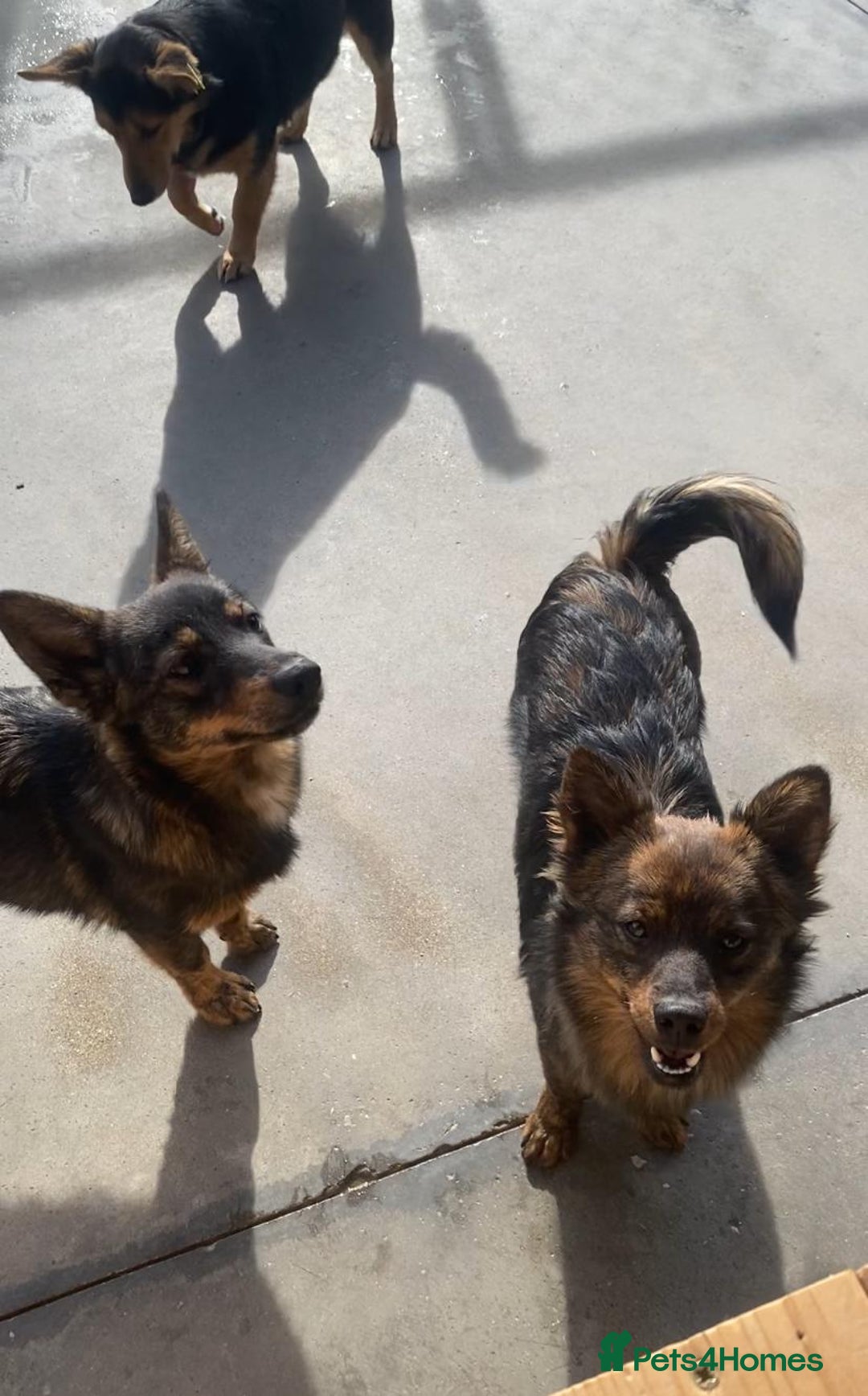 Mixed Breed dogs for adoption: Ivar, 1 yr approx. Available for adoption. - Advert 8