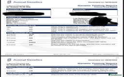 Miniature Dachshund dogs for stud: 🍦ALPHA mini cream Int/Int pied Smooth dachshund ! in Mexborough - Image 3