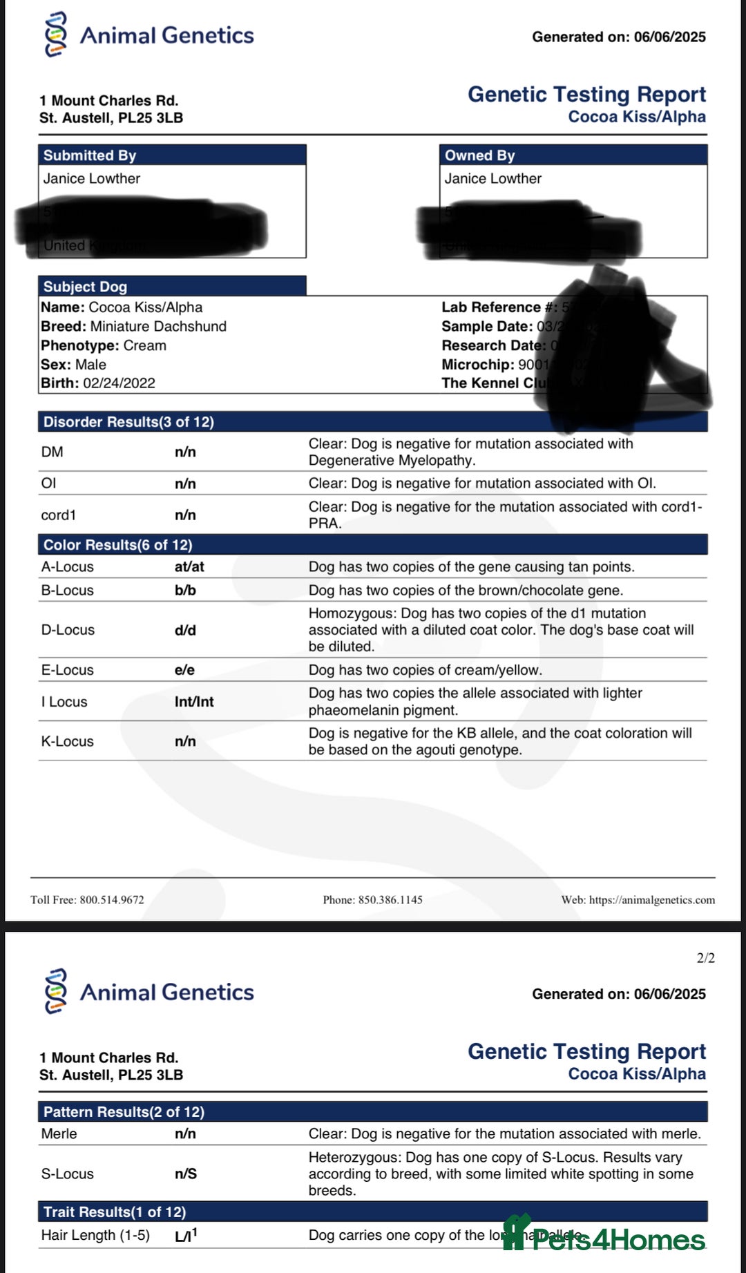 Miniature Dachshund dogs for stud: 🍦ALPHA mini cream Int/Int pied Smooth dachshund ! in Mexborough - Image 3