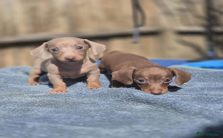 Miniature Dachshund dogs - Advert 2