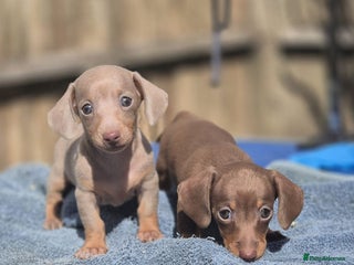 Miniature Dachshund dogs - Advert 7