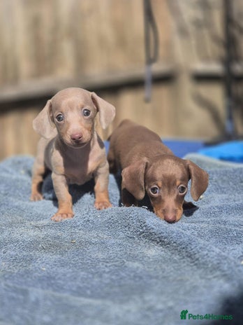 Miniature Dachshund dogs - Advert 1