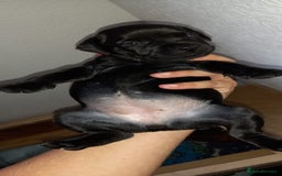 Patterdale Terrier dogs for sale: PATTERDALE TERRIER SMOOTH HAIRED MOTHER  - Image 23