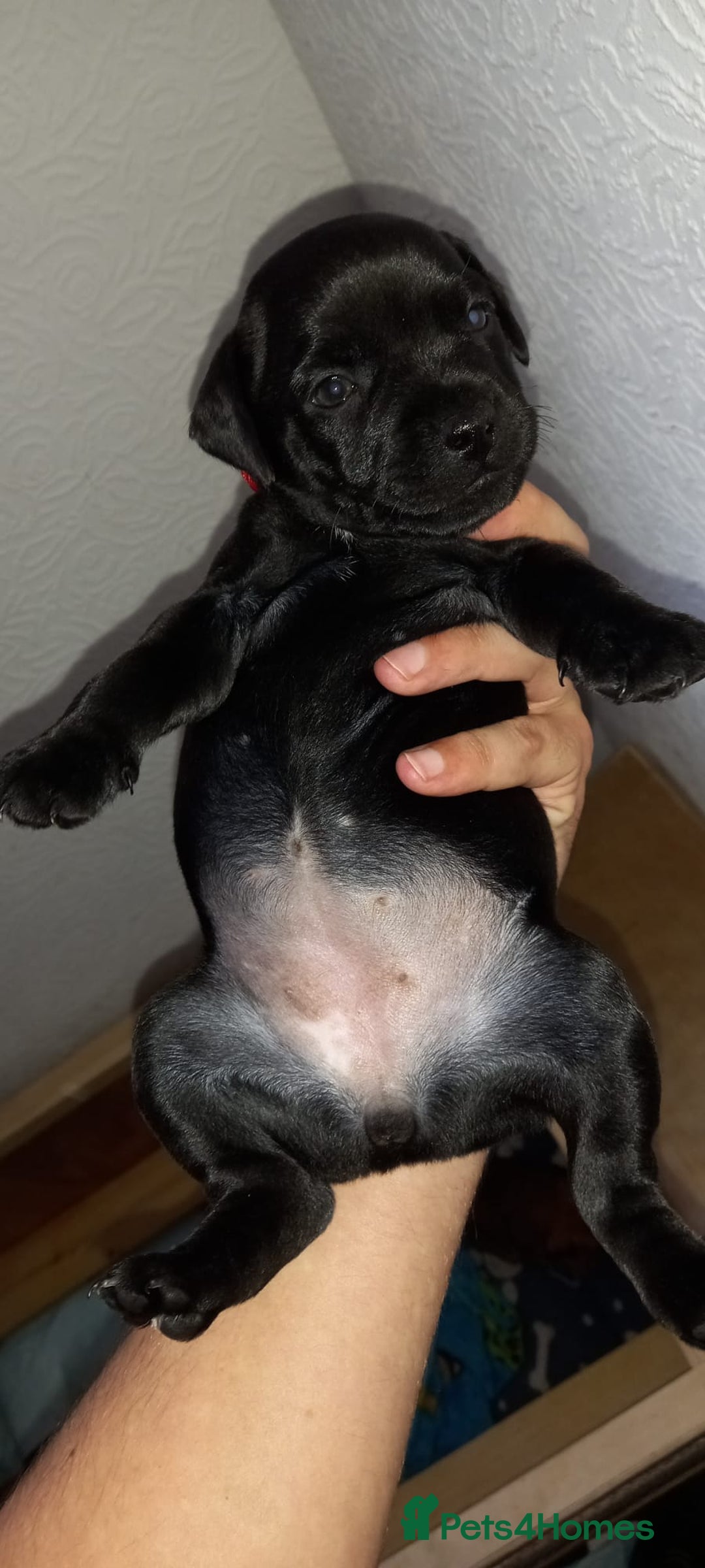 Patterdale Terrier dogs for sale: PATTERDALE TERRIER SMOOTH HAIRED MOTHER  - Image 23