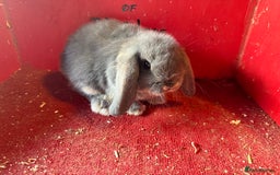 Mini Lop rabbits for sale: Mini lop baby rabbits ready now  - Image 5