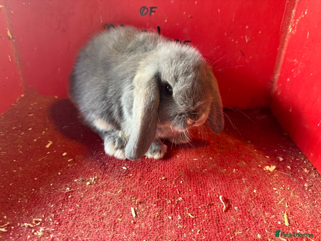 Mini Lop rabbits for sale: Mini lop baby rabbits ready now  - Image 5