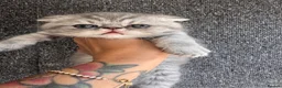 Persian cats for sale: Beautiful Scottish fold exotic Persian kittens  in Birmingham - Advert 6