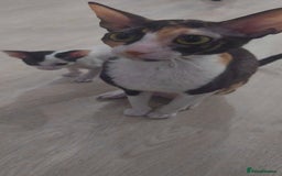 Cornish Rex cats for sale: Cornish Rex - Advert 1