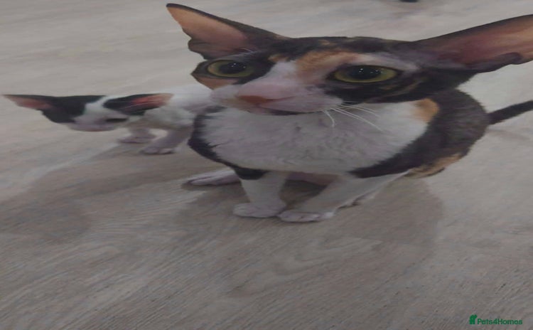 Cornish Rex cats Cornish Rex - Advert 5