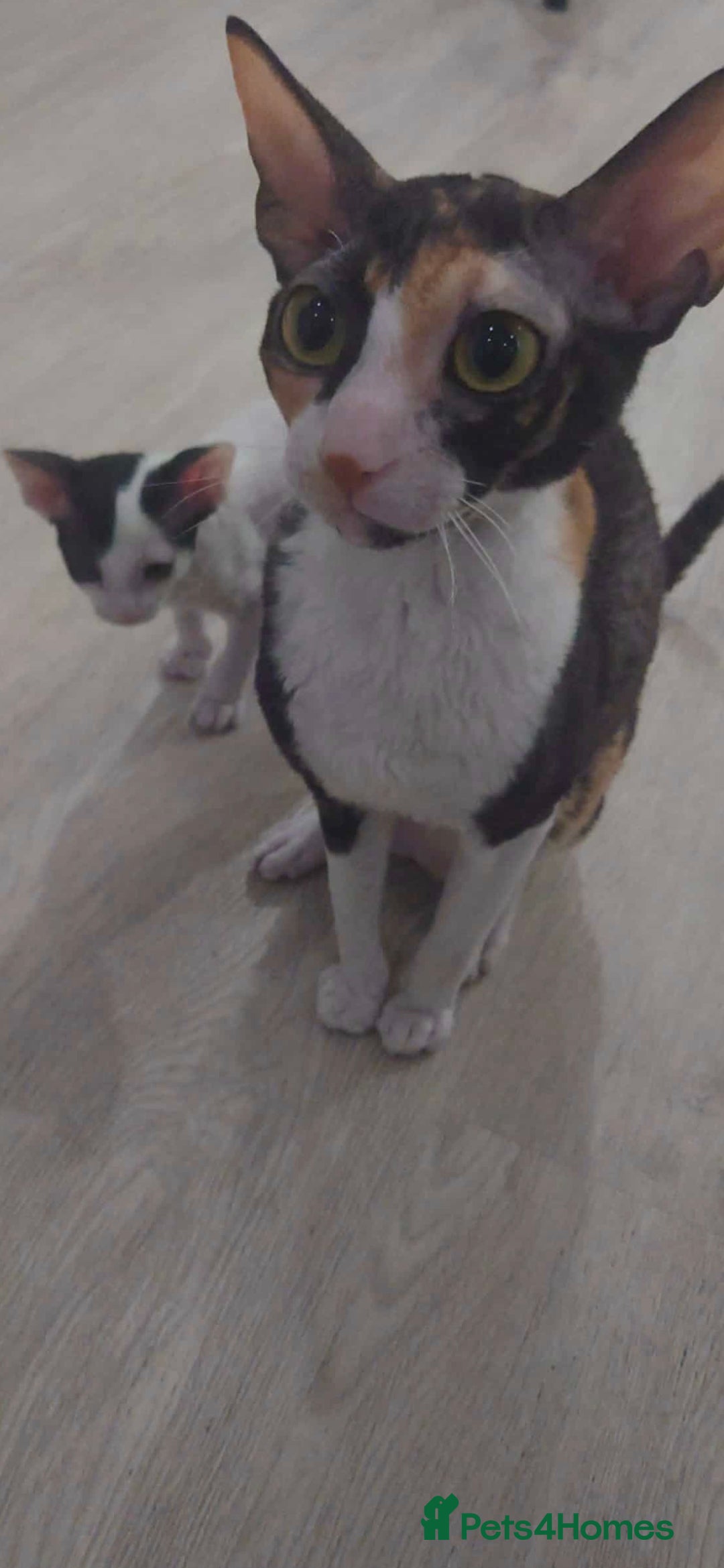 Cornish Rex cats for sale: Cornish Rex - Advert 1