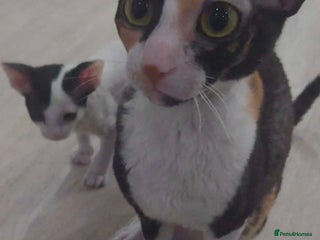 Cornish Rex cats Cornish Rex - Advert 1