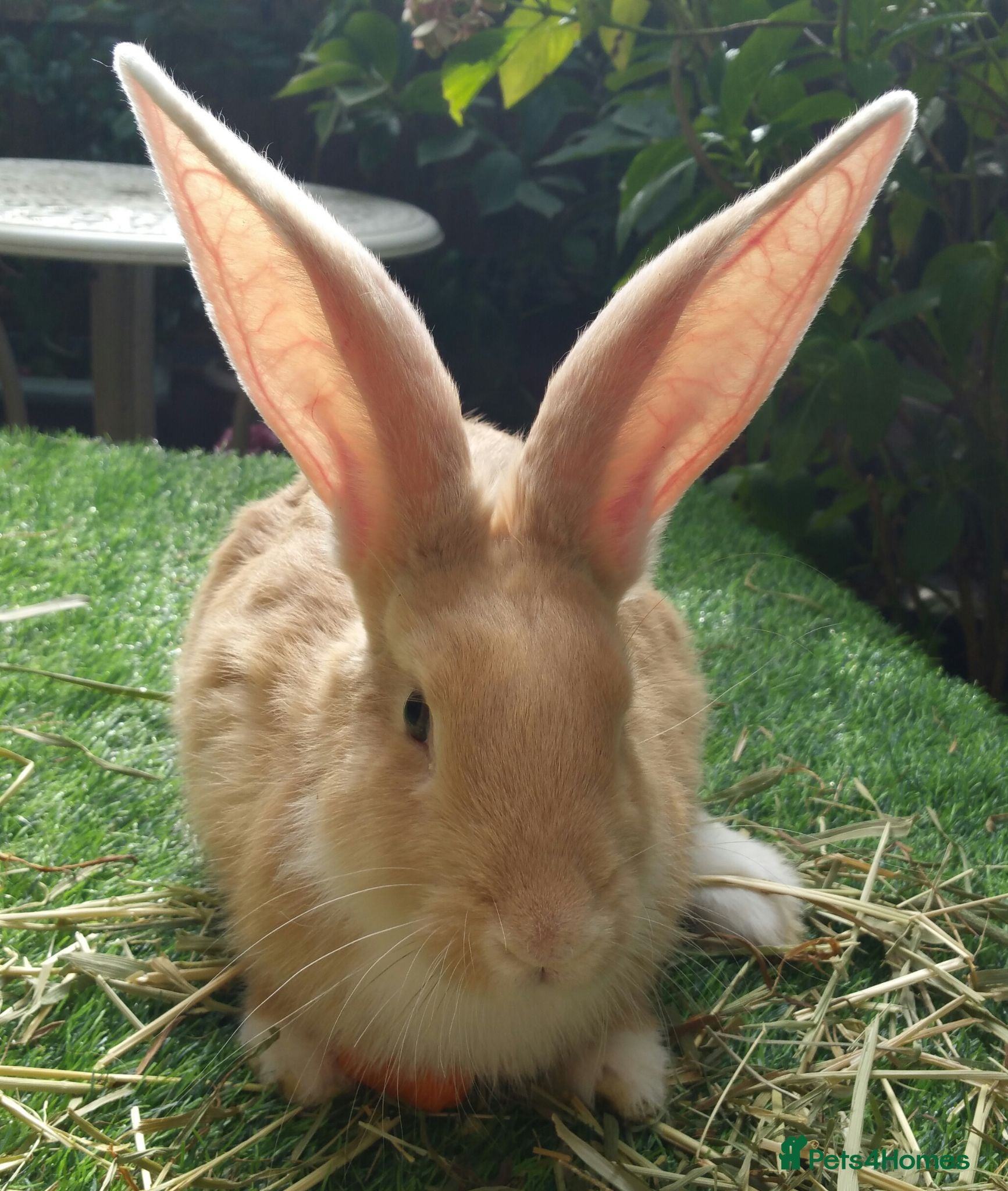 Continental Giant rabbits PURE Continental Giant BABY BUCK VACCINATED READY  - Advert 11