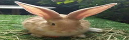 Continental Giant rabbits for sale: PURE Continental Giant BABY BUCK VACCINATED READY  - Advert 1
