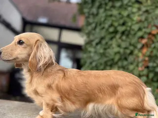 Miniature Dachshund dogs 🐾Beautiful Long-Hair Miniature Dachshund Puppy🐾 - Advert 3