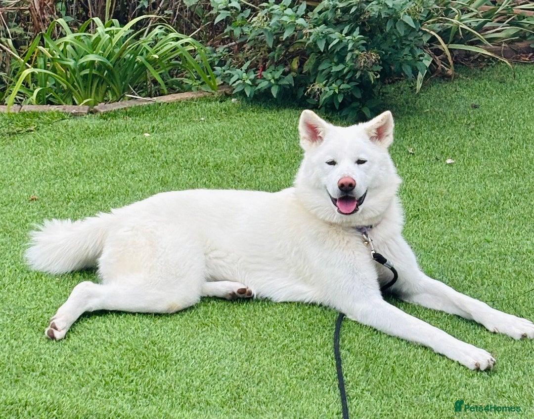 Japanese Akita Inu dogs for sale: Young Angel Akita & her Puppies for good homes 💜 - Advert 10