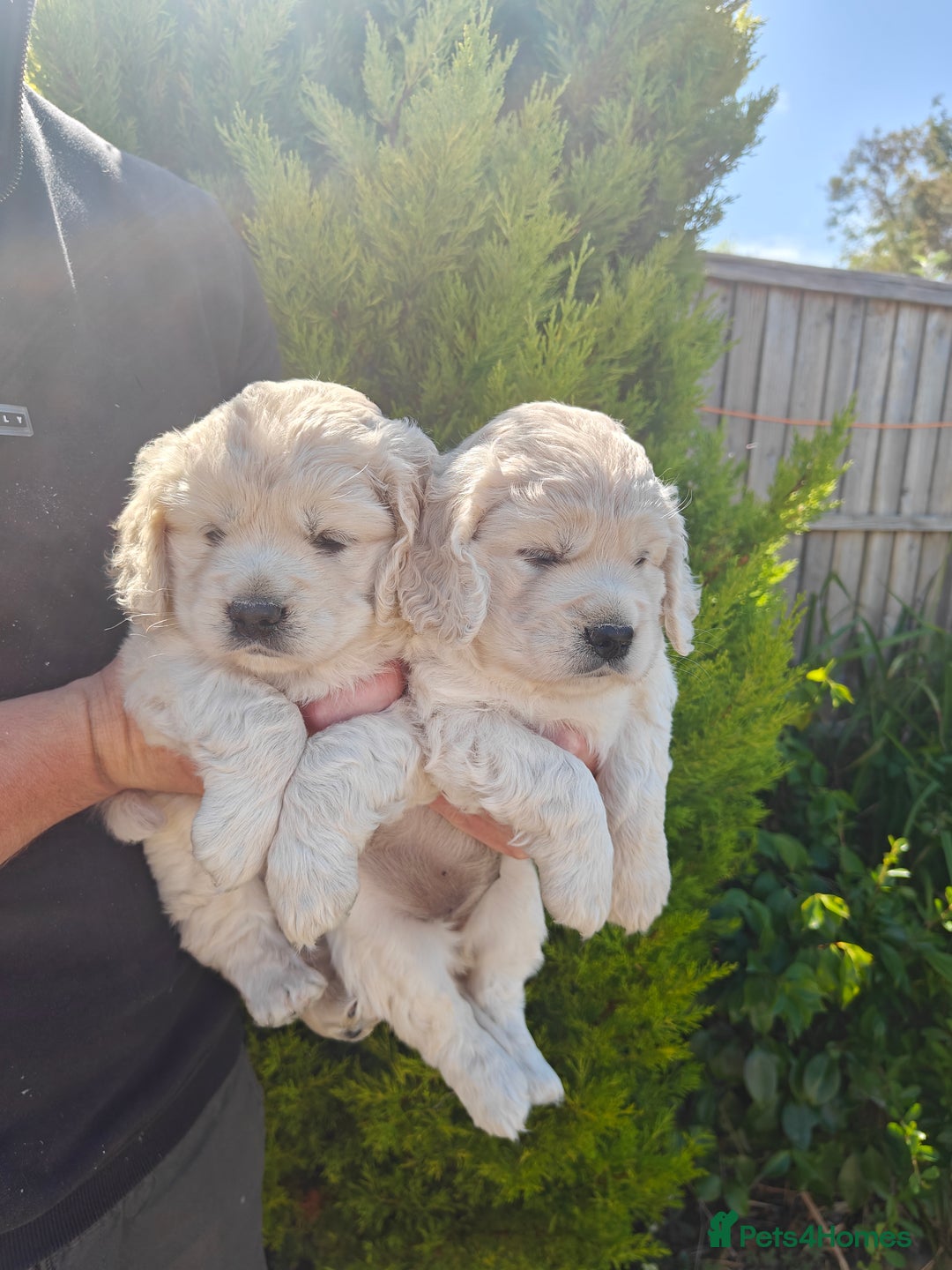 Mixed Breed dogs for sale: 🐾 Dakota Sports Retrievers 🐾 (Mini Retrievers)  - Image 6