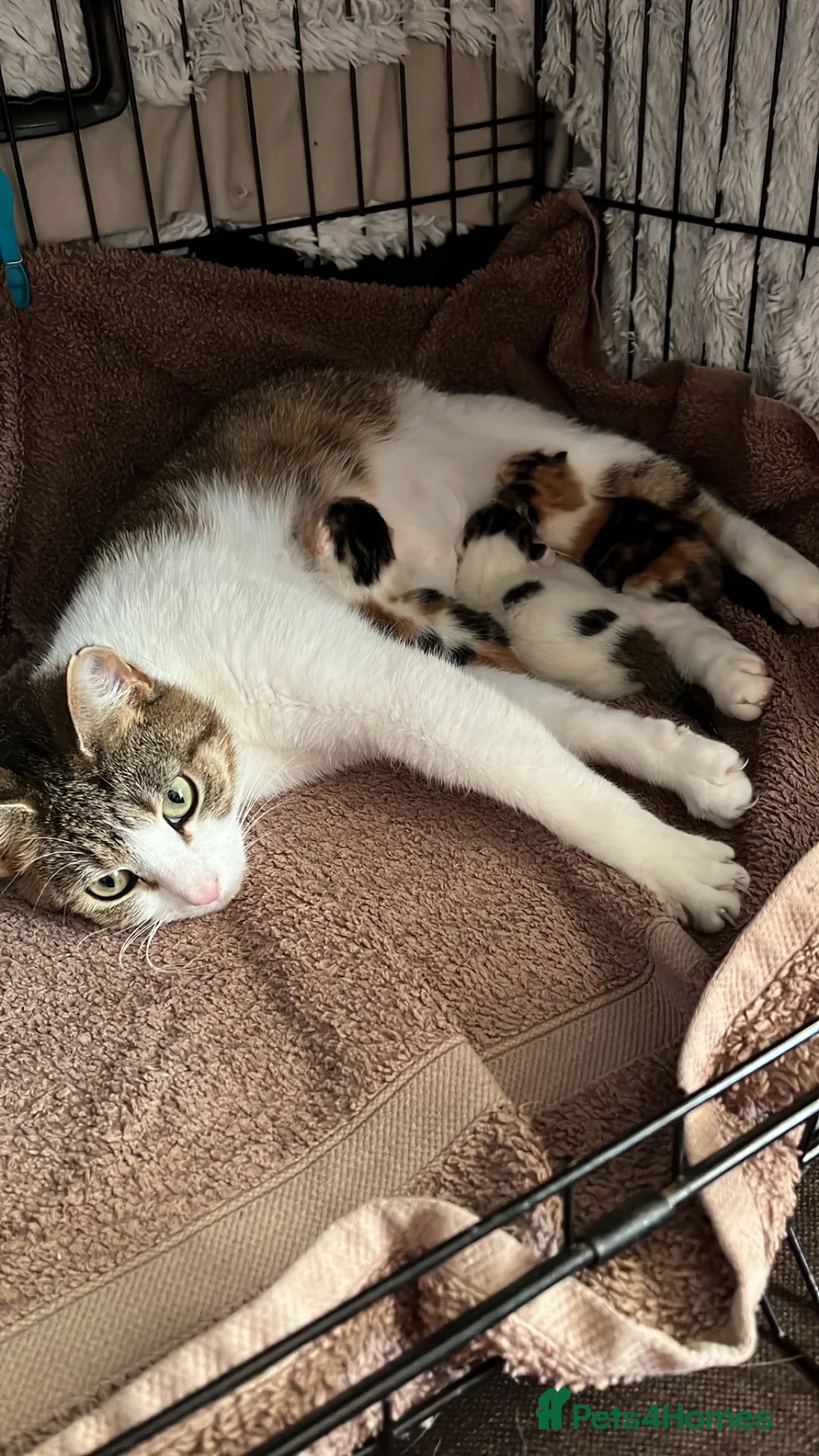 Mixed Breed cats for sale: Beautiful girl for sale  - Advert 11