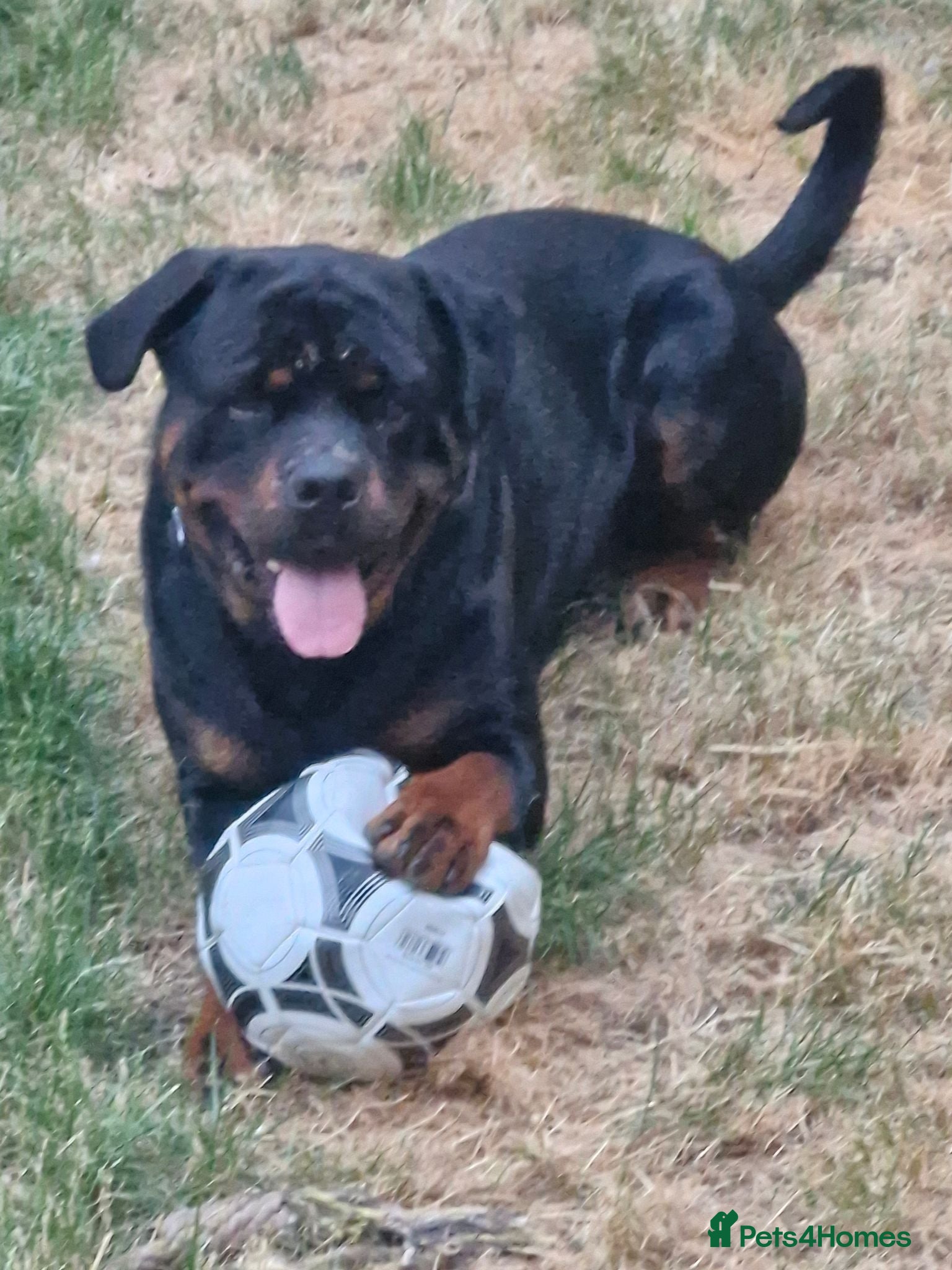 Rottweiler dogs 2 year old male rottweiler  - Advert 17