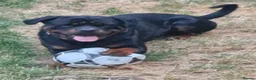 Rottweiler dogs for sale: 2 year old male rottweiler  - Advert 1