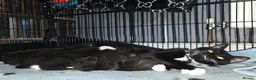 Mixed Breed cats for sale: Kittens for Sale in Bridlington - Advert 36