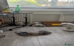 Persian cats for sale: 2 Boys left! Persian Chinchilla kittens - Image 8
