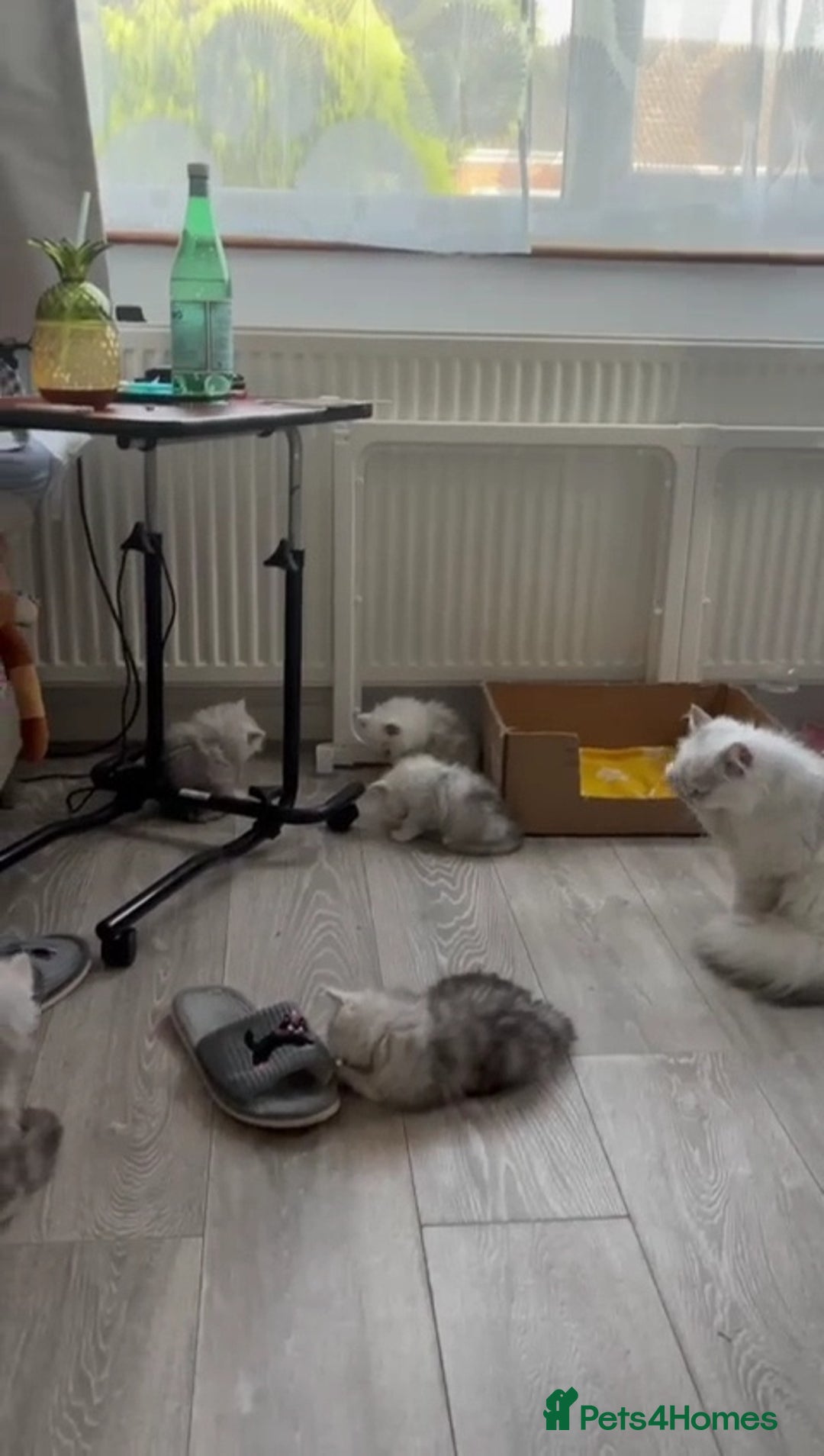 Persian cats for sale: 2 Boys left! Persian Chinchilla kittens - Image 8