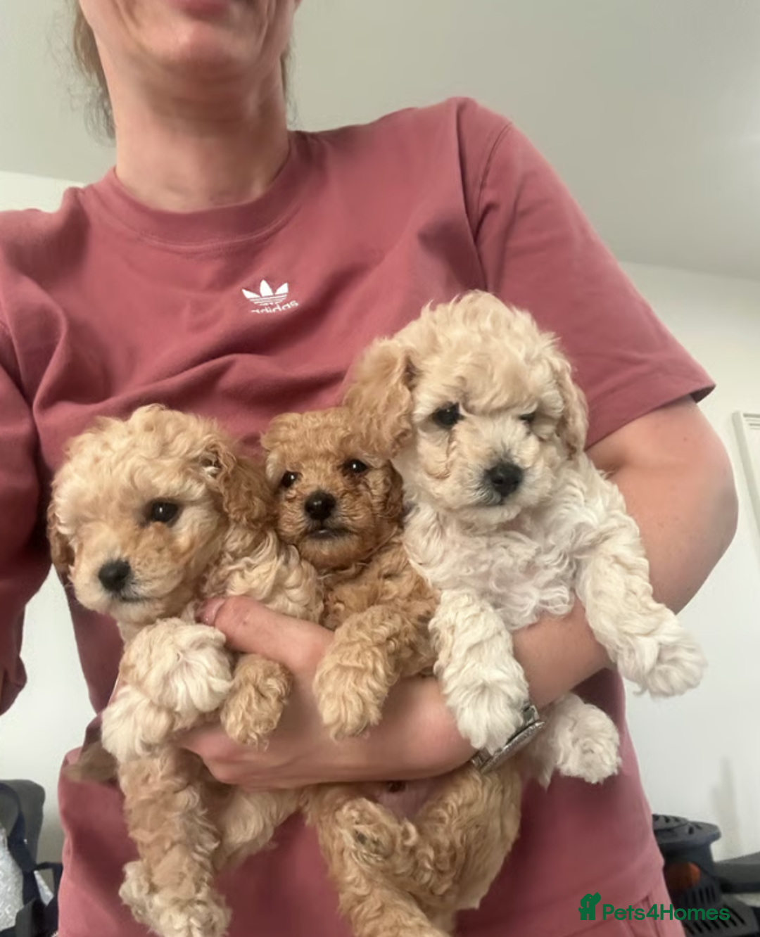 Toy Poodle dogs for sale: Beautiful KC Toy Poodle Puppies Ready Now in Belfast - Image 2
