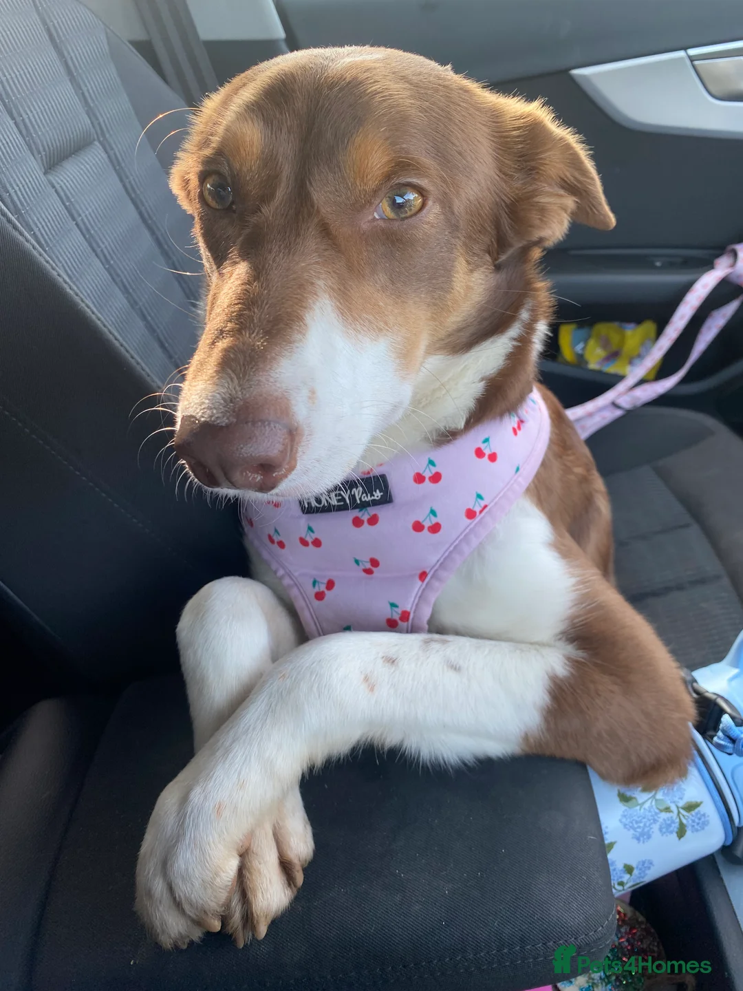 Mixed Breed dogs for sale: Cocker collie pups  - Advert 2