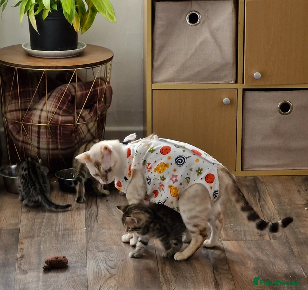 Mixed Breed cats for sale: 4 bengal cross kittens - Advert 1