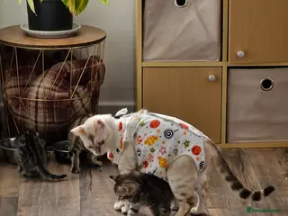 Mixed Breed cats 4 bengal cross kittens - Advert 5