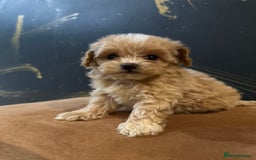 Maltipoo dogs for sale: Gourgeous toy maltipoo puppies❤️ - Image 6