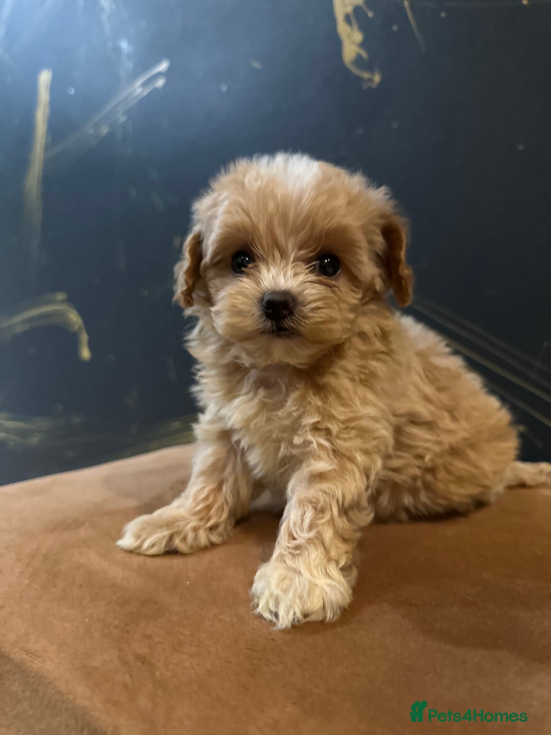 Maltipoo dogs for sale: Gourgeous toy maltipoo puppies❤️ - Image 6