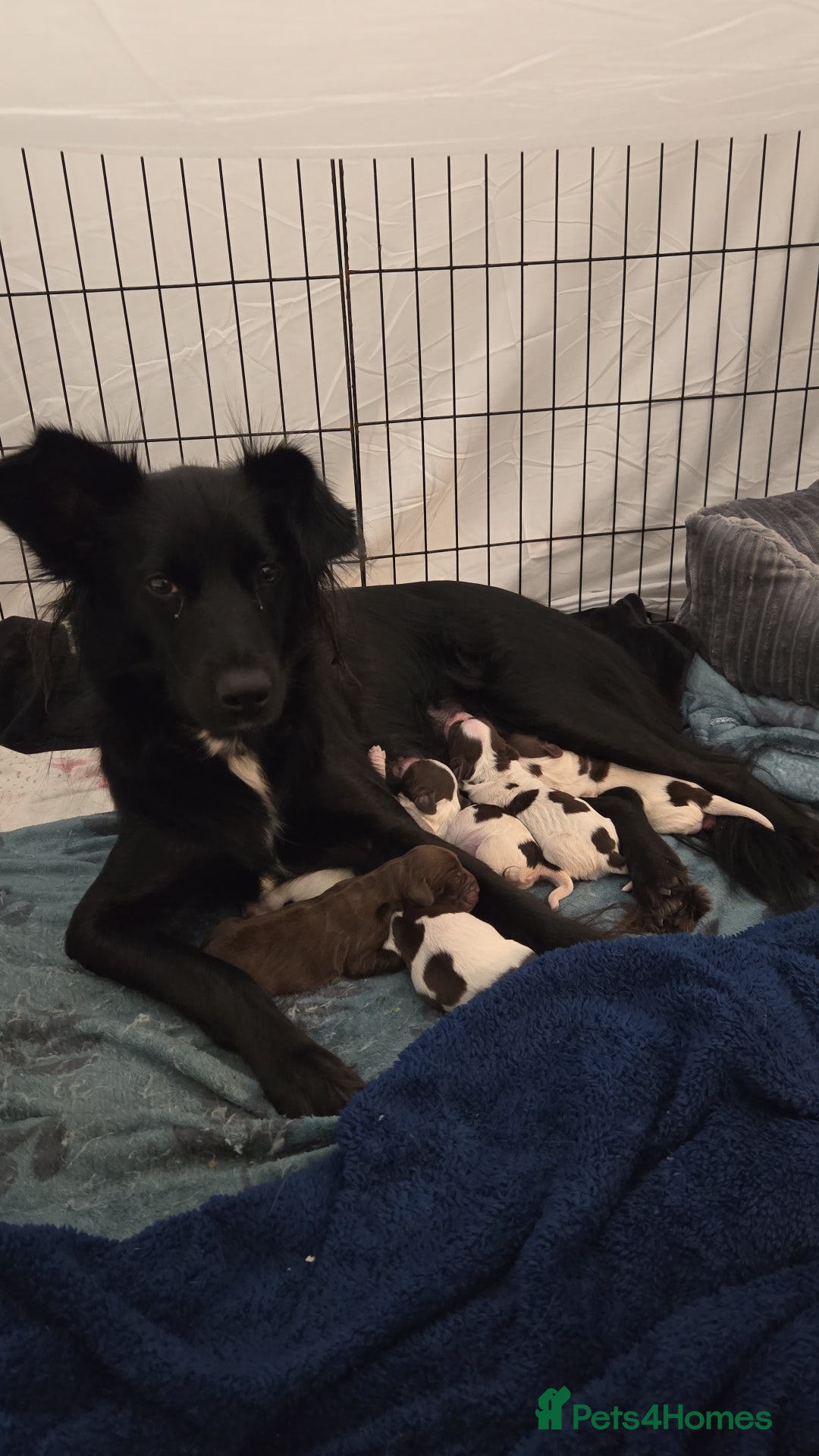 Mixed Breed dogs for sale: Beautiful male pup - Advert 1