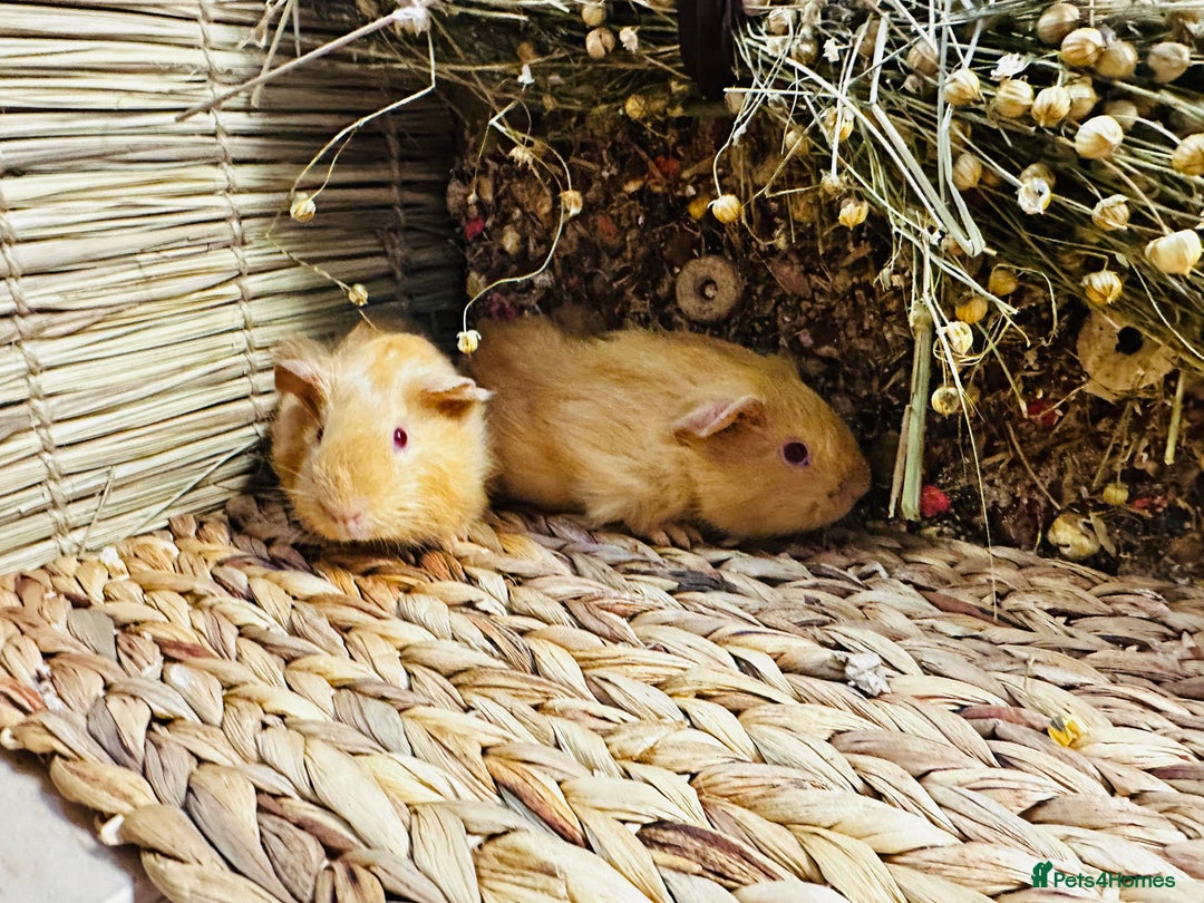 Guinea Pig rodents for sale: Friendly well handled baby guinea pigs  - Image 8
